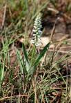 Image result for Chlorophytum silvaticum
