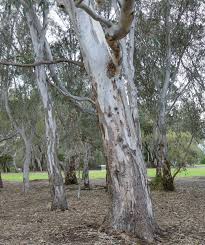 Image result for Eucalyptus camaldulensis