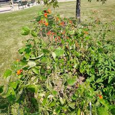 Image result for Phaseolus coccineus