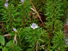 Image result for Limnophila ceratophylloides
