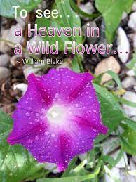 Morning Glory Flower Heaven Blake Flower Quotes Flowers Wild Flowers