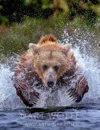 Print Of The Month Claws Wolf Photography Art Store Wildlife
