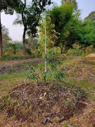 Selalu layu dan mati je walaupun letak banyak baja…. Kalau Tanam Anak Pokok Durian Di Rumah Ikut Cara Penjagaan Ini Supaya Pokok Hidup Subur Berbuah Vanilla Kismis