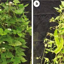 Image result for Psophocarpus lancifolius