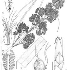 Image result for Diplacrum africanum