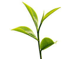 Image result for Camellia sinensis