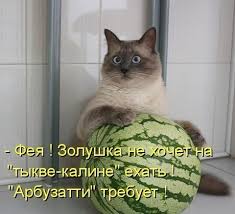 1 марта всемирный день кошек и первый день весны, хороший повод отправить друзьям красивые и прикольные картинки! Prikolnye Kartinki Pro Koshek S Nadpisyami 55 Foto