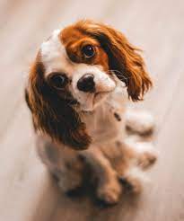 Cute Dog Emotional Support Dog Female Dog Names Cute Animal Photos