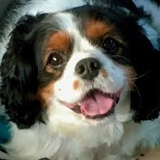 Look here to find a cavalier king charles spaniel breeder close to youcalifornia who may have puppies for sale or a male dog available for stud service. Cooper In Ca Cavalier Rescue Trust