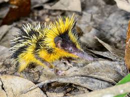 Madagascar—an island off the coast of africa—has some of the world's most interesting animals. Most Amazing Wildlife To See In Madagascar