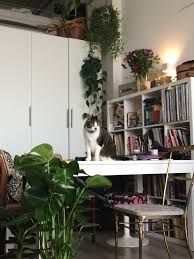 Try and buy the healthiest specimen you can find. Living With Plants And Cats