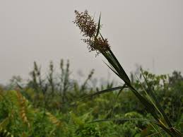 Image result for Scleria