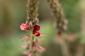 Image result for Indigofera daleoides