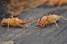 Is a company based out of 2686 morganton blvd. Residential And Commercial Pest Termite Control Services Company