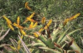 Image result for Geigeria burkei