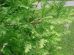 Best landscaping plants for st. Native Trees For Missouri Landscapes