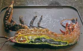 Rectificar la sal y la pimienta, al gusto. Bogavante Al Horno Recetas Conpan