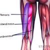 The hamstrings are actually comprised of three separate muscles: 1