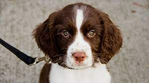 The english springer spaniel gets its name from their hunting style. English Springer Spaniel Dog Breed Information Center