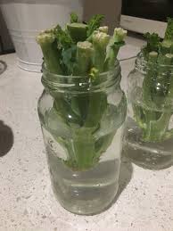 Shop over 20 high quality, turnkey grow boxes starting at $495! Experiment To Regrow Store Bought Kale Part 1 Steemit