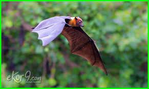 Contoh Hewan Yang Hidup Di Udara Dunia Fauna Hewan Binatang Tumbuhan Dunia Fauna Hewan Binatang Tumbuhan