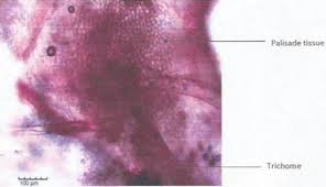 Image result for Fadogia cienkowskii