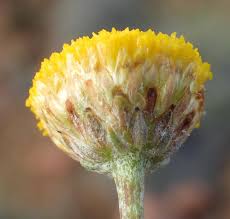 Image result for Pentzia