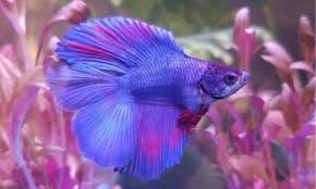 Image result for betta fish