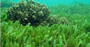 Deniz Yosunu Yenir Mi Spirulina Istiridye Urunler