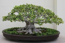 Check spelling or type a new query. Chinese Banyan Ficus Microcarpa Retusa Bonsai Ficus Bonsai Soil Bonsai Tree For Beginners