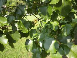In susceptible hosts or young trees the disease may travel rapidly down branches causing girdling. The Invasive Callery Pear Oklahoma State University