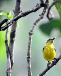 Black And Yellow Millipede Philippines Philippine Black Yellow Striped Millipede Facebook