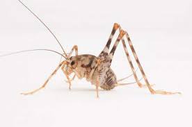 We have them in our area also. Researchers Find Asian Camel Crickets Now Common In Us Homes