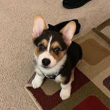 Maybe you would like to learn more about one of these? Corgi Puppies For Sale Champion Corgi Pups United States Corgi Puppies For Sale Corgi Puppies For Adoption Puppies And Kitties