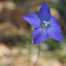 Image result for Wahlenbergia subaphylla