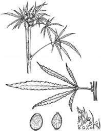 Image result for Cannabis sativa