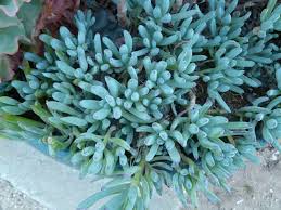 Image result for Senecio subsessilis
