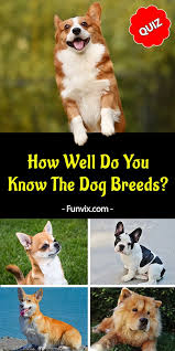 How Well Do You Know The Dog Breeds Trivia Quiz Dog Quiz Dog Quizzes Dog Breeds