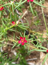 Image result for Portulaca kermesina