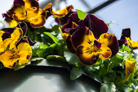 Add some flair to your indoor decor by learning about 12 of the best and most beautiful tropical house plants. Five Plants You Can Grow In February Anderson S