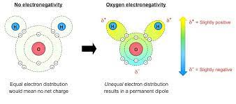 Water #(h_2o)# is a polar molecule because the electrons of the hydrogen atoms get pulled towards the electrons of the oxygen atom. Water Structure Bioninja