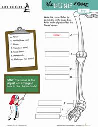 Its not option a because a foramen is a hole in a bone not a mark. Learn The Bone Zone Legs Worksheet Education Com