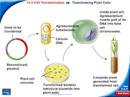 Maybe you would like to learn more about one of these? End Show Slide 1 Of 21 Copyright Pearson Prentice Hall 13 3 Cell Transformation Recombinant Dna Host Cell Dna Target Gene Modified Host Cell Dna Ppt Download