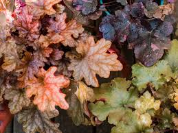 Coral Bells Heuchera Plant Care And Growing Guide ↓↓↓↓↓↓ click show more for resources ↓↓↓↓↓↓↓↓ ** come and join the fb community. coral bells heuchera plant care and
