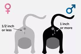 Sheep, lamb, cat, kitten, dog, puppy, pig, piglet, cow, calf, goose, gosling, horse, foal, duck, duckling, goat, kid, chicken, chick. How Does One Tell The Difference Between A Male And A Female Cat Due To Their Genitals Being Hidden If My Experience With Cats Doesn T Betray Me Female Genitals Are Hidden Correct