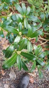 Skimmia Japonica Plants Evergreen Japonica