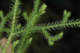 Image result for Lycopodiella cernua