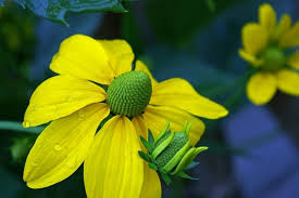 Check spelling or type a new query. Coneflower Herbstsonne Rudbeckia Nitida For Sale Buy Online For Only 3 99