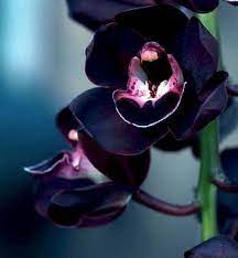 Most Beautiful Orchids Cymbidium Beautiful Orchids Unusual Flowers Black Flowers