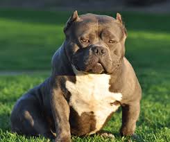 The Most Famous American Bully Breeders Bloodlines